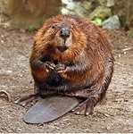 Beaver Animal Totems